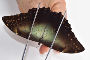 Morpho telemachus martini ♂