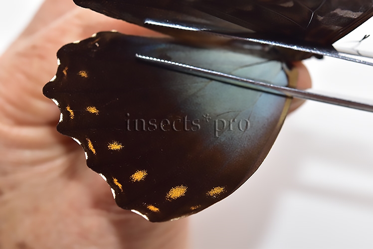 Morpho telemachus martini A1 ♂ BLUE - Image 4