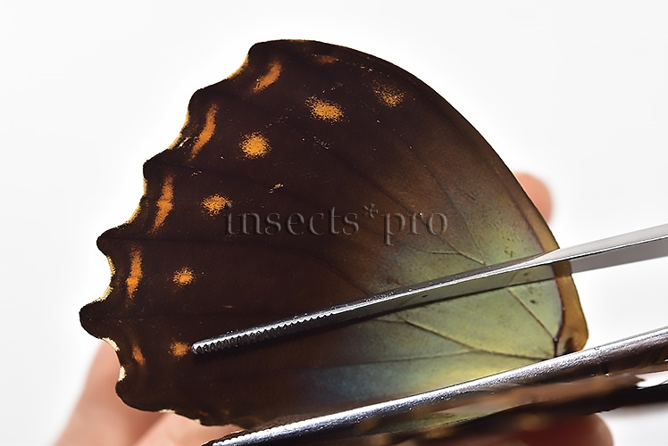 Morpho telemachus martini A1 ♂ - Image 4