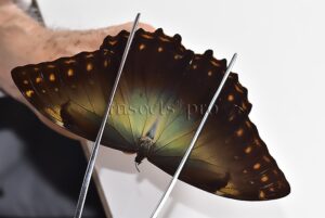 Morpho telemachus martini A1 ♂