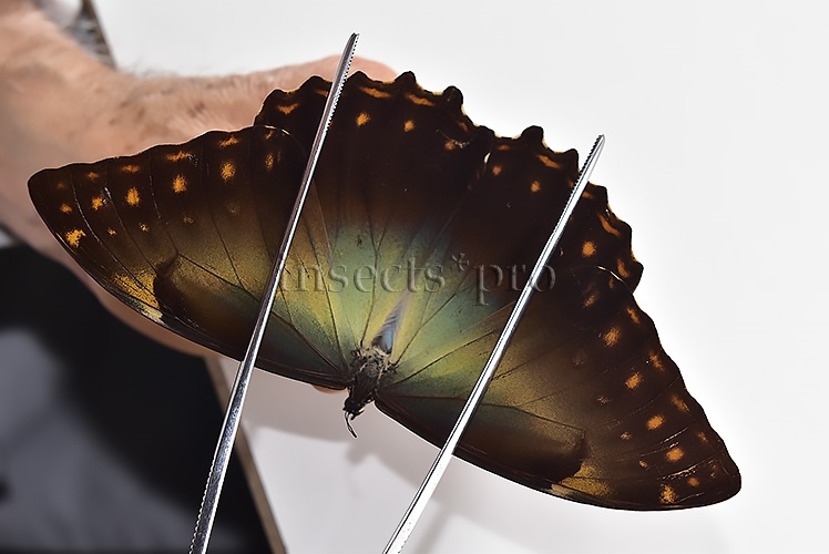 Morpho telemachus martini A1 ♂