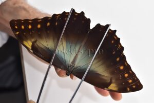 Morpho telemachus martini ♂