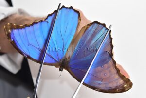 Morpho godartii assarpai A1 ♂