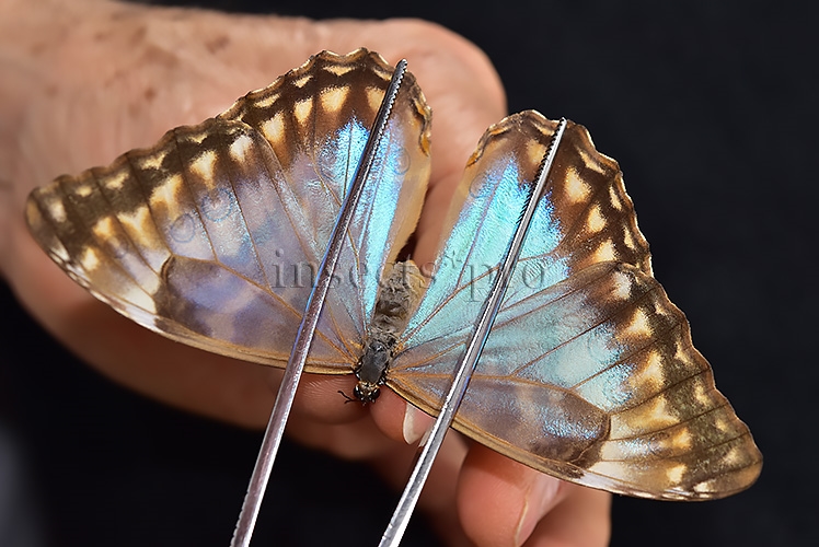 Morpho aurora isidorssoni A1 ♀ - Image 6