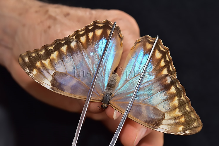 Morpho aurora isidorssoni A1 ♀