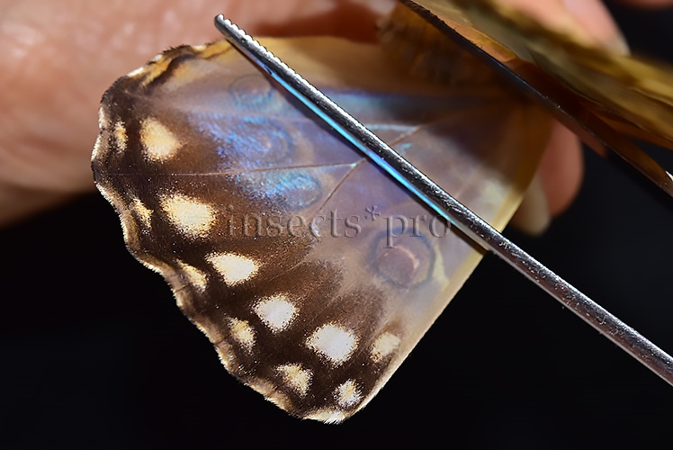 Morpho aurora isidorssoni A1 ♀ - Image 4