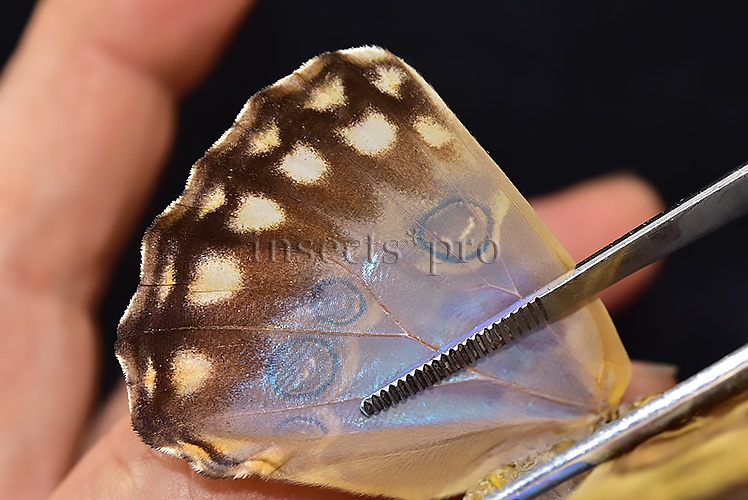 Morpho aurora isidorssoni A1 ♀ - Image 5