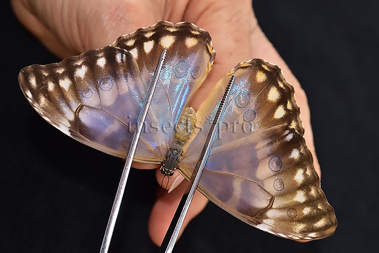 Morpho aurora isidorssoni A1 ♀ - Image 6