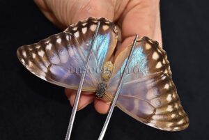 Morpho aurora isidorssoni A1 ♀