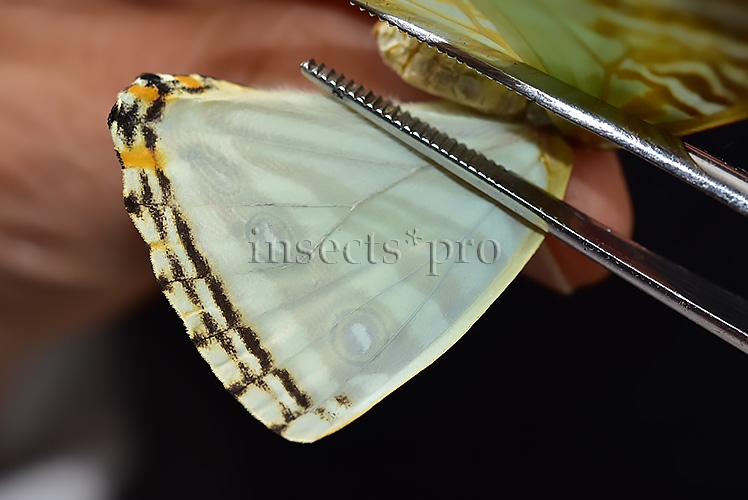 Morpho zephyritis zephyritis A1 ♀ - Image 4