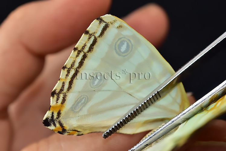 Morpho zephyritis zephyritis A1 ♀ - Image 5