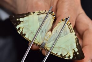 Morpho zephyritis zephyritis A1 ♀