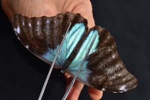 Morpho absoloni ♀