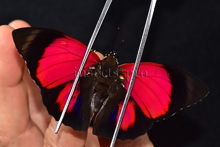 Agrias claudina lugens f. maxentia A1 ♂ EXTREME FORM - Image 2
