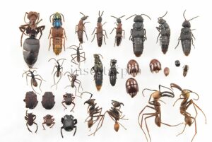 Insecta spp. A1 ♂♀ ECITON BURCHELLI MYRMECOPHILY SET of 30 sp.