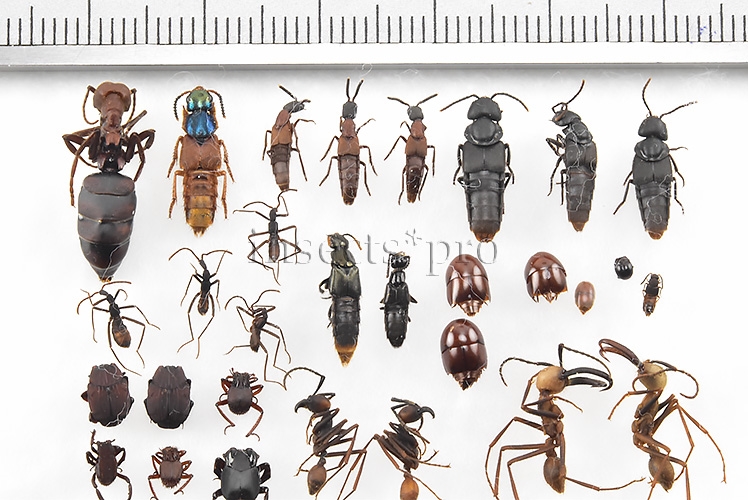 Insecta spp. A1 ♂♀ ECITON BURCHELLI MYRMECOPHILY SET of 30 sp. - Image 2