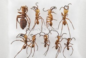 Eciton hamatum A1 ♂♀ QUEEN SOLDIERS WORKERS SET of 9 sp.