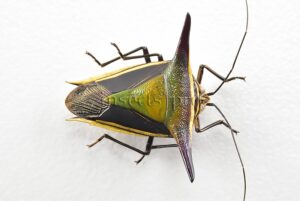 Pentatomidae spp. A1 ♂