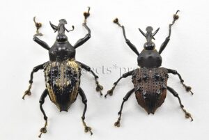 Curculionidae spp. ♂ LARGE CURCULIONIDAE SET of 2 sp.