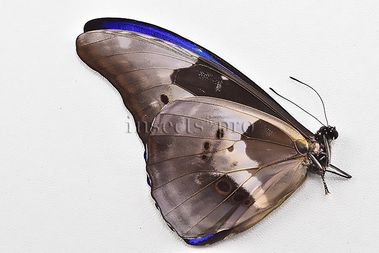 Morpho rhetenor helena A1 ♂ MIDGET SPECIAL SIZE - Image 3
