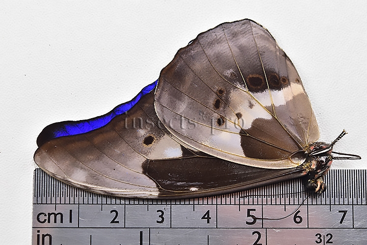 Morpho rhetenor helena A1 ♂ MIDGET SPECIAL SIZE - Image 4