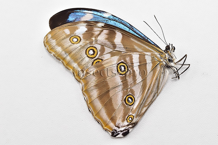 Morpho eugenia uraneis ♂ - Image 2