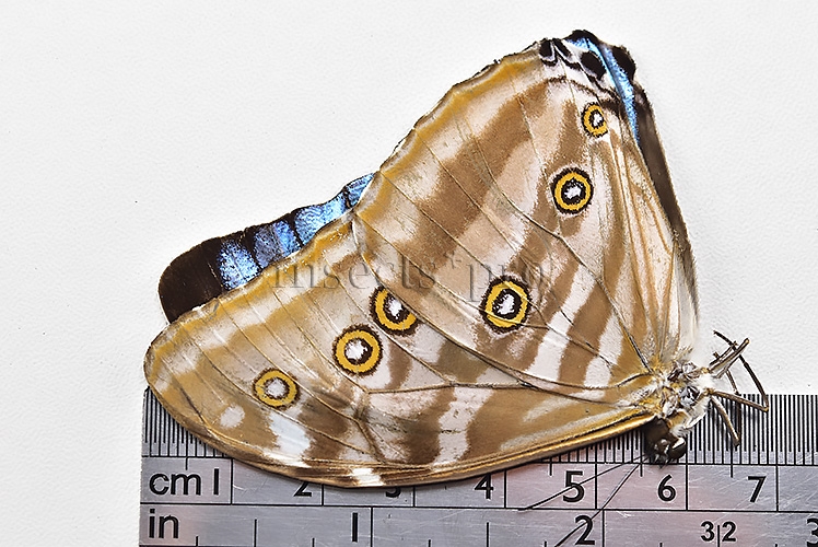 Morpho eugenia uraneis ♂ - Image 3