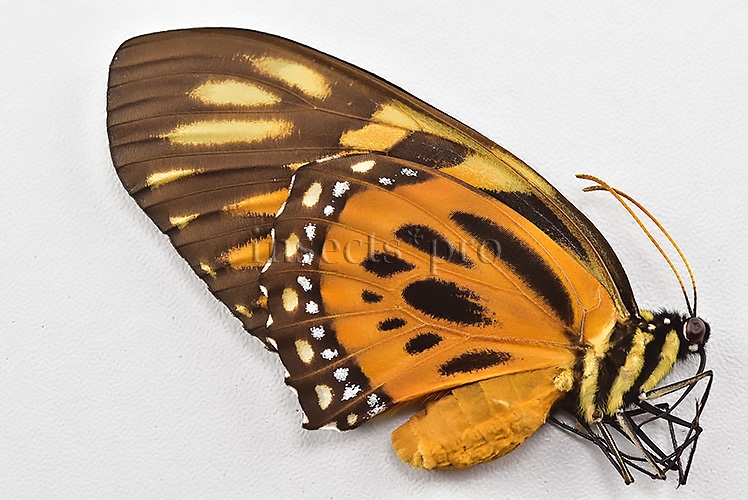 Pterourus zagreus chrysoxanthus A1 ♀ - Image 2