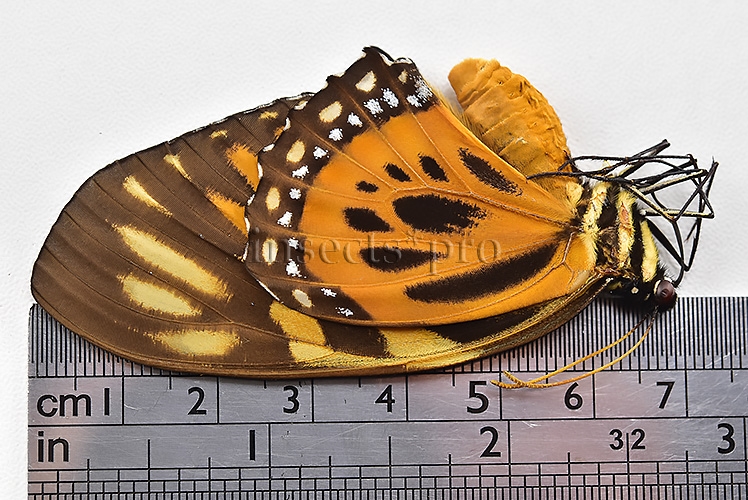 Pterourus zagreus chrysoxanthus A1 ♀ - Image 3