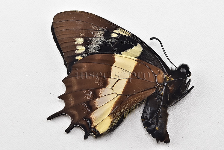 Pterourus cacicus inca A1 ♂ - Image 2