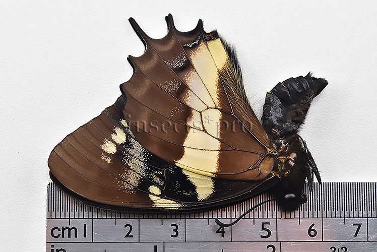 Pterourus cacicus inca A1 ♂ - Image 3