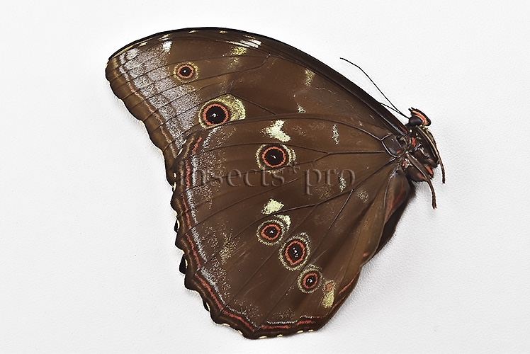 Morpho menelaus occidentalis A1 ♂ - Image 2