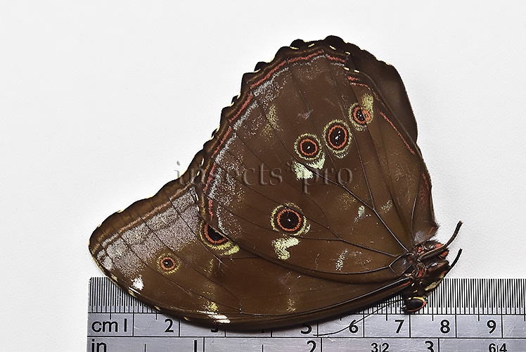 Morpho menelaus occidentalis A1 ♂ - Image 3