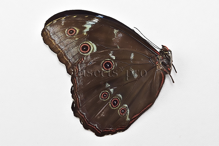 Morpho menelaus occidentalis ♂ - Image 2
