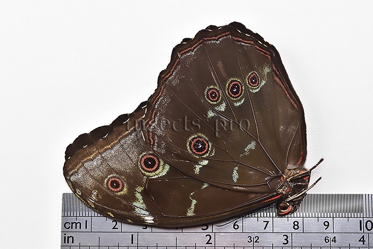 Morpho menelaus occidentalis ♂ - Image 3