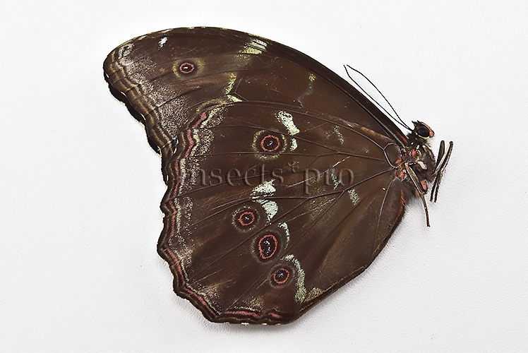 Morpho menelaus occidentalis ♂ - Image 2