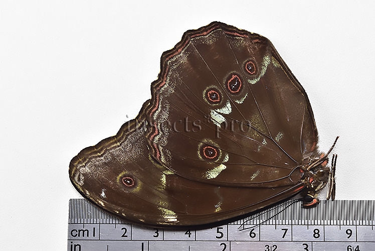 Morpho menelaus occidentalis ♂ - Image 3