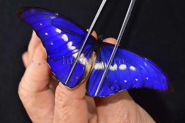 Morpho rhetenor helena A1 ♂ MIDGET SPECIAL SIZE - Image 6