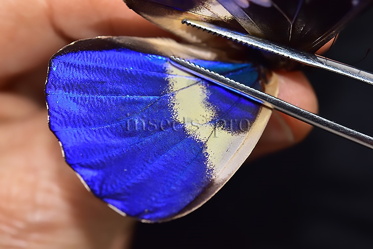 Morpho rhetenor helena A1 ♂ MIDGET SPECIAL SIZE - Image 5