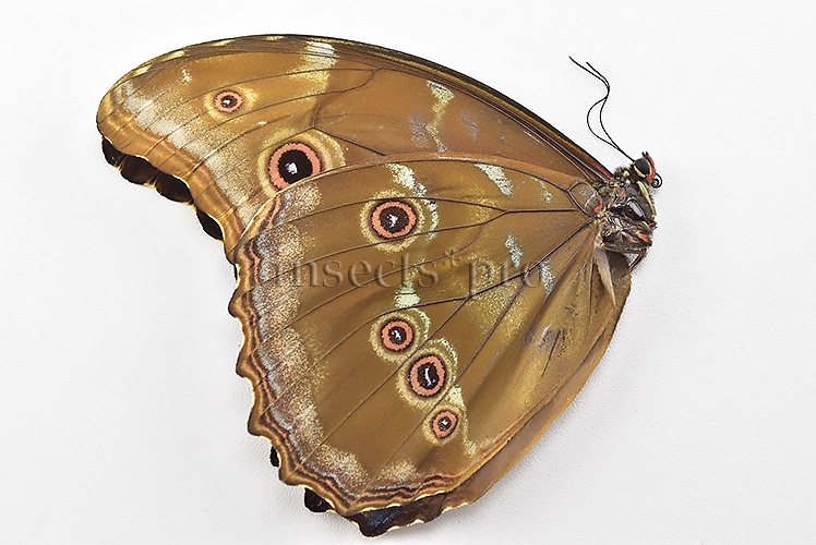 Morpho godartii tingomariensis *GYNANDROMORPH* ⚥ - Image 2