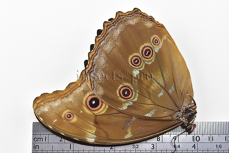 Morpho godartii tingomariensis *GYNANDROMORPH* ⚥ - Image 3