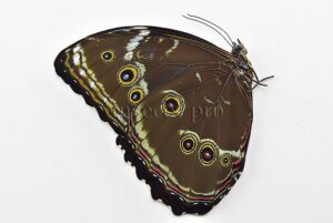 Morpho helenor lacommei *GYNANDROMORPH* ⚥ BILATERAL
