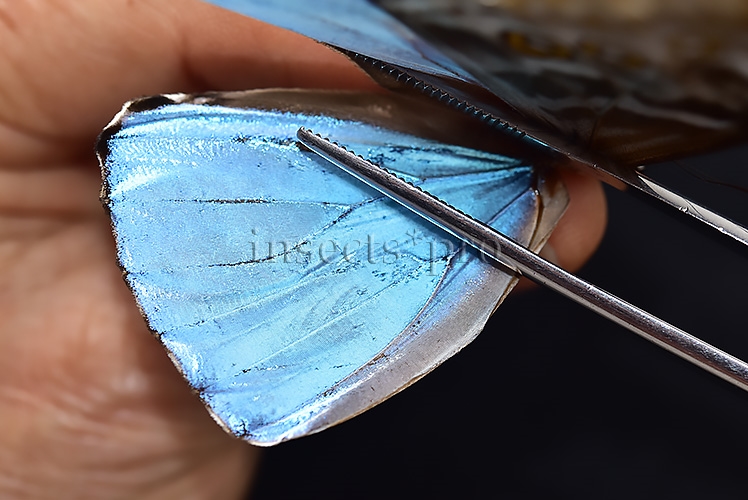 Morpho eugenia uraneis ♂ - Image 4