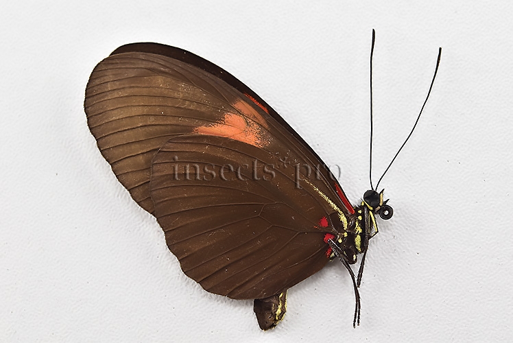 Heliconius melpomene melpomene ♂ - Image 2