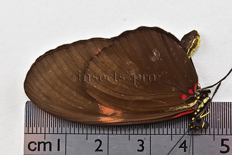 Heliconius melpomene melpomene ♂ - Image 3