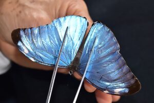 Morpho eugenia uraneis ♂