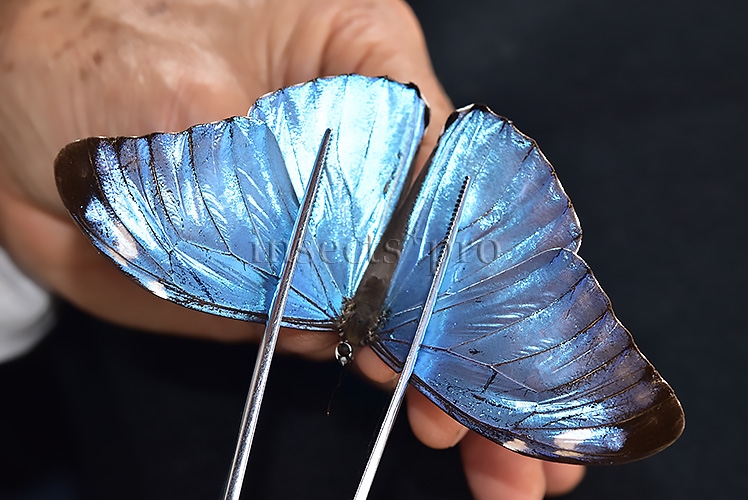 Morpho eugenia uraneis ♂