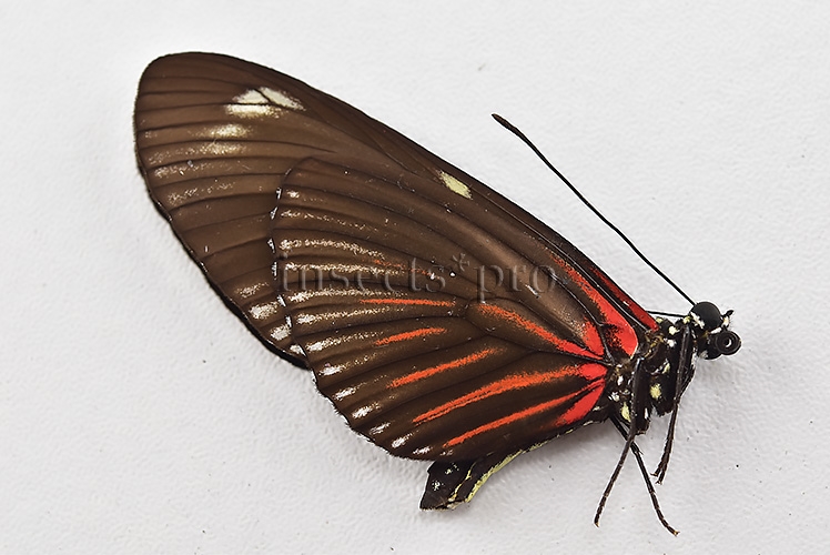Heliconius doris ♂ - Image 2