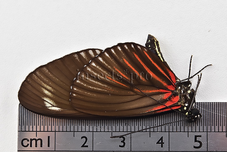 Heliconius doris ♂ - Image 3