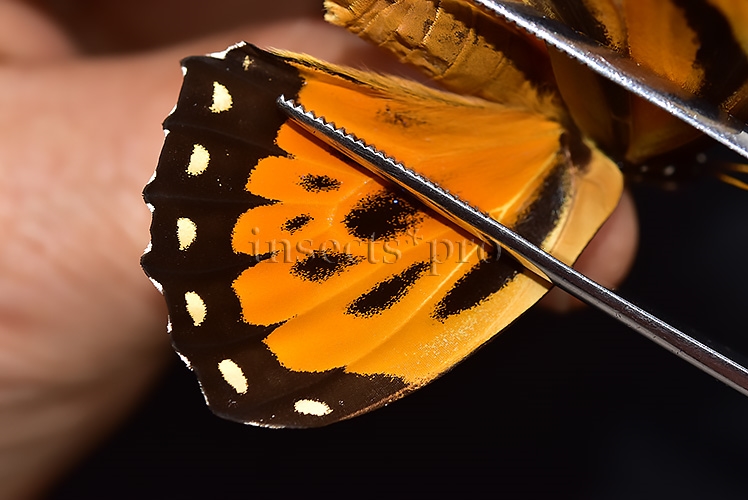 Pterourus zagreus chrysoxanthus A1 ♀ - Image 4